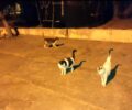 Εμποδίζουν εθελοντές να ταΐσουν αδέσποτες γάτες στον Άγιο Κοσμά στο Ελληνικό Αττικής