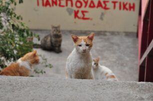 Χρειάζονται τροφές για τις αδέσποτες γάτες της Πανεπιστημιούπολης στου Ζωγράφου