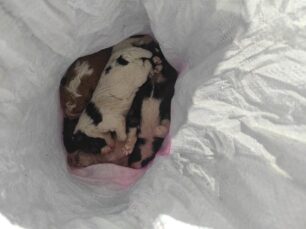 Γιάννενα: Επτά νεογέννητα κουτάβια νεκρά κλεισμένα μέσα σε τσουβάλι