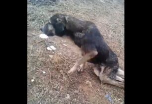 Κάντζα Αττικής: Βρήκε παράλυτο σκύλο μούσκεμα να σέρνεται στο έδαφος (βίντεο)