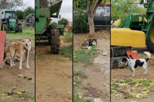 Καππαδοκικό Καρδίτσας: Βρήκαν αλυσοδεμένα σκυλιά απολύτως εκτεθειμένα στις καιρικές συνθήκες (βίντεο)