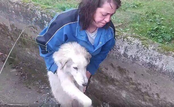 Καρδίτσα: Έσωσαν σκύλο που βρήκαν εγκλωβισμένο σε αρδευτικό κανάλι (βίντεο)