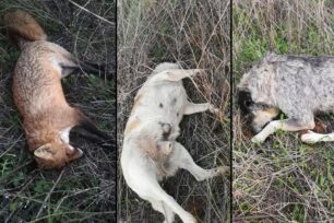 Κιλκίς: Δύο σκυλιά και μια αλεπού δολοφονημένα με φόλες κοντά στον Χ.Υ.Τ.Α.
