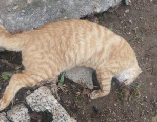 Με φόλες δολοφόνησε σκυλιά και γάτες στο Κυπαρίσσι Λακωνίας