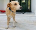 Βρέθηκε-Χάθηκε αρσενικός στειρωμένος σκύλος στους Θρακομακεδόνες Αττικής