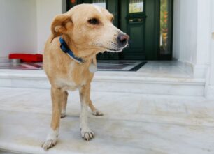 Βρέθηκε-Χάθηκε αρσενικός στειρωμένος σκύλος στους Θρακομακεδόνες Αττικής