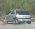 Λήμνος: Συνελήφθη γυναίκα που έδεσε δύο σκυλιά και τα τράβαγε καθώς οδηγούσε αυτοκίνητο