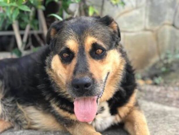 Χάθηκε θηλυκός σκύλος στην περιοχή του Αγίου Μάμα στα Μουδανιά Χαλκιδικής
