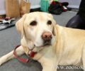 Πέθανε σε ηλικία 14 ετών η Μέη, ένας υπέροχος σκύλος – βοηθός τυφλών ατόμων