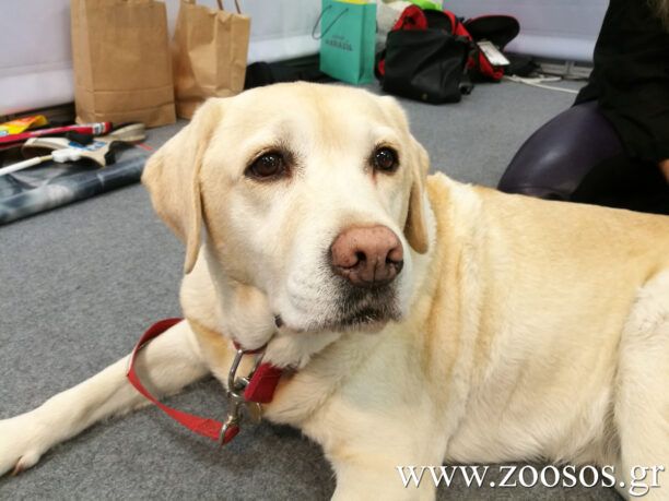 Πέθανε σε ηλικία 14 ετών η Μέη, ένας υπέροχος σκύλος – βοηθός τυφλών ατόμων