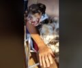 Βρέθηκε-Πειραιάς: Χάθηκε αρσενικός σκύλος Σέττερ στην Καστέλλα