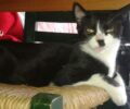 Χάθηκε ασπρόμαυρη γάτα κοντά στο στρατόπεδο «Σπ. Μουστακλής» στο Μεσολόγγι