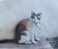 Βρέθηκε γάτα με μωβ περιλαίμιο στο Ηράκλειο Αττικής