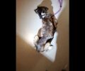 Νέα Χαλκηδόνα Αττικής: Σκύλος παρατημένος σε ταράτσα θα πέθαινε από ασιτία και ασθένειες