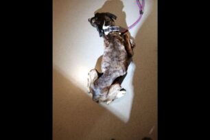 Νέα Χαλκηδόνα Αττικής: Σκύλος παρατημένος σε ταράτσα θα πέθαινε από ασιτία και ασθένειες