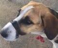Πάτρα: 6-4-2022 η δίκη του άνδρα που βασάνιζε σκύλο με μονωτική ταινία – Ζητούν βοήθεια για τα έξοδα του δικαστηρίου (βίντεο)