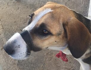 Πάτρα Αχαΐας: Κατασχέθηκε σκύλος που ο ιδιοκτήτης του βασάνιζε κλείνοντας του το στόμα με μονωτική ταινία (βίντεο)