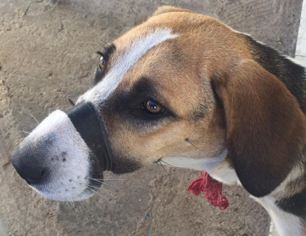 Πάτρα Αχαΐας: Κατασχέθηκε σκύλος που ο ιδιοκτήτης του βασάνιζε κλείνοντας του το στόμα με μονωτική ταινία (βίντεο)