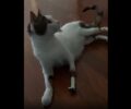 Υιοθέτησε τον Περσέα την πρώτη γάτα στην Ελλάδα με τρία τεχνητά πόδια (βίντεο)