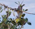 Ραφήνα Αττικής: Βρήκαν πουλοπιάστη να παγιδεύει άγρια πουλιά με ξόβεργες και ηχομιμητικές συσκευές