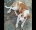 Βρέθηκε-Χάθηκε θηλυκός σκύλος με ροζ περιλαίμιο στην Εθνική Οδό από Πύργο προς Πάτρα