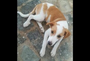 Βρέθηκε-Χάθηκε θηλυκός σκύλος με ροζ περιλαίμιο στην Εθνική Οδό από Πύργο προς Πάτρα