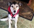 Χάθηκε αρσενικός σκύλος στη Νέα Κηφισιά Αττικής