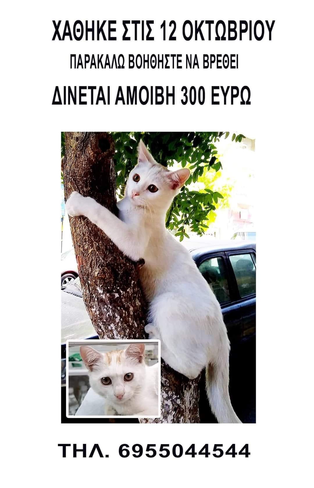 Αθήνα: Χάθηκε άσπρη αρσενική γάτα στα Εξάρχεια 1 Simba 1