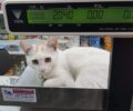Αθήνα: Χάθηκε άσπρη αρσενική γάτα στα Εξάρχεια