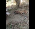 Σκάλα Λακωνίας: Αν και κακοποιεί συστηματικά και μέχρι θανάτου ζώα μήνυσε φιλόζωη που τον κατήγγειλε (βίντεο)
