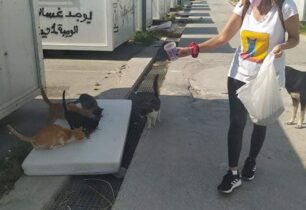 Δεκάδες γάτες χωρίς τροφή στην άδεια δομή στου Σκαραμαγκά – Τι θα κάνει ο Δήμος Χαϊδαρίου;