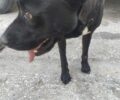 Στρυμονοχώρι Σερρών: 30.000 € πρόστιμο στον ηλικιωμένο που έσερνε σκύλο στην άσφαλτο