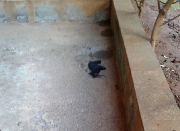 Αθήνα: Βρίσκουν νεκρές και δολοφονημένες με φόλες μαύρες γάτες στην περιοχή Κυνοσάργους