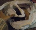 Βέροια Ημαθίας: Βρήκε νεογέννητα γατάκια σε σακούλα μέσα σε κάδο σκουπιδιών (βίντεο)