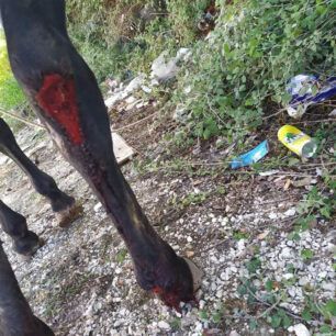 VeroiaImathiasTravmatismenoAlogo4 10 2021 1