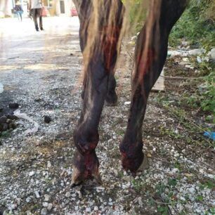 VeroiaImathiasTravmatismenoAlogo4 10 2021 2