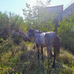 VeroiaImathiasTravmatismenoAlogo4 10 2021 3