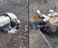 Χάνια Σκοπής Αρκαδίας: Βρήκε σκυλιά βοσκού δεμένα χωρίς τροφή & νερό - Το ένα νεκρό (βίντεο)