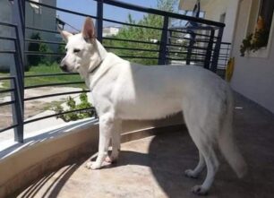 Χάθηκε θηλυκός άσπρος σκύλος στην περιοχή Αβέρωφ Λάρισας