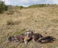 Περίβλεπτο Δράμας: Με φόλα κυνηγός δηλητηρίασε σπάνιο Χρυσαετό αφού σκότωσε ζαρκάδι