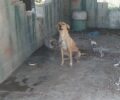 Αγία Τριάδα Καρδίτσας: Βρήκαν σκυλίτσα δεμένη χωρίς τροφή & νερό μαζί με τρία κουτάβια της (βίντεο)