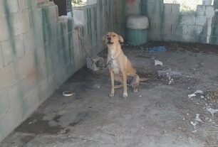 Αγία Τριάδα Καρδίτσας: Βρήκαν σκυλίτσα δεμένη χωρίς τροφή & νερό μαζί με τρία κουτάβια της (βίντεο)