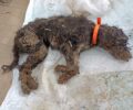Αγριά Μαγνησίας: Αναζητούν ποιος έκλεισε σε τσουβάλι και πέταξε σκύλο ζωντανό σε κάδο (βίντεο)