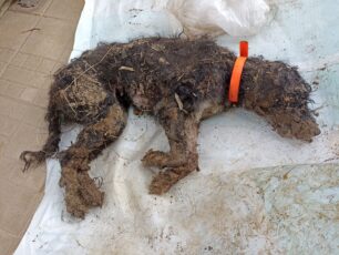Αγριά Μαγνησίας: Αναζητούν ποιος έκλεισε σε τσουβάλι και πέταξε σκύλο ζωντανό σε κάδο (βίντεο)