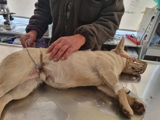 Αλεξανδρούπολη Έβρου: Βρήκαν σκύλο παγιδευμένο σε θηλιά κυνηγού
