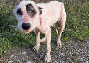 Έκκληση για άρρωστο-σκελετωμένο σκύλο που περιφέρεται στην Αριδαία Πέλλας