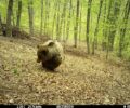 Άλλη μια αρκούδα πυροβολημένη από κυνηγό στο Φλάμπουρο Φλώρινας