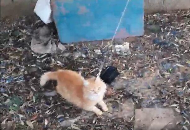 Ασπρόπυργος Αττικής: Έκκληση για υιοθεσία γάτας που βρέθηκε αλυσοδεμένη σε σπίτι συλλέκτη ζώων (βίντεο)