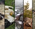 Φιλοζωικοί φορείς για τις φόλες: Ανεξέλεγκτη δηλητηρίαση της άγριας ζωής