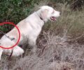 Ερυθρές Αττικής: Έσωσαν σκύλο που βρέθηκε  παγιδευμένος σε συρμάτινη θηλιά κυνηγού (βίντεο)